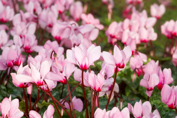 Close up of pink cyclamen flowers blossom in flower garden