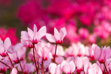 Close up of pink cyclamen flowers blossom in flower garden - obrazy, fototapety, plakaty