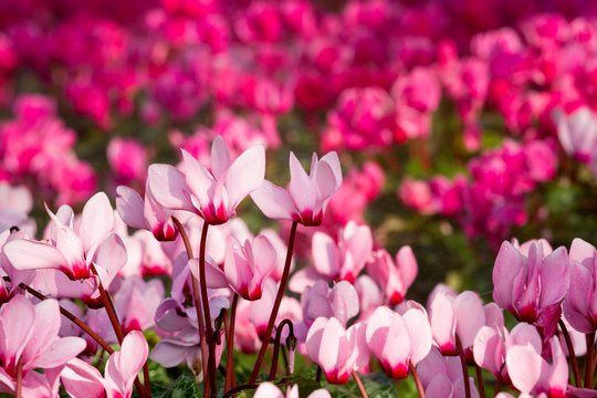 Close up of pink cyclamen flowers blossom in flower garden