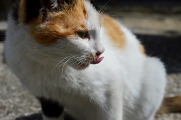 the little cat licks its snout