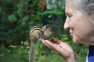The next visit of a wild, but friendly and sociable chipmunk to his friends in the forest at the cottage