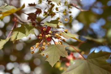 Norway maple Crimson King