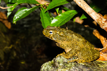 Toad in nature tropical forest