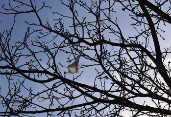 white plastic bag on tree branches