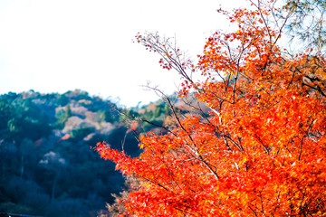 Leaves changing colors in Japan There are both green, yellow and red that are flowering for the past tourists to watch, Japan.