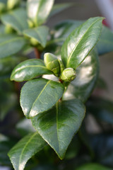 Camellia Dahlonega