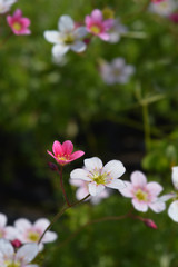 Saxifrage flowers