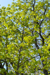 Common horse chestnut