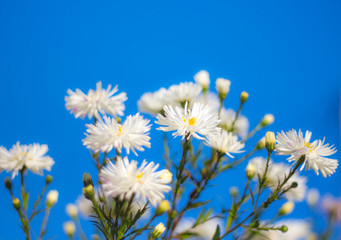 beautiful autumn flowers of a white perennial Aster, against a blue sky
