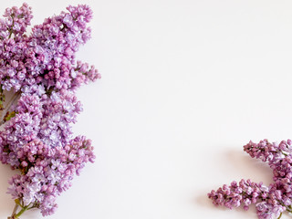 branche des fleurs semi-ouverte de lilas violet. fond arrière
