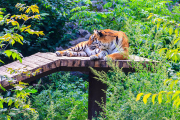 Portrait of a tiger (Panthera tigris)