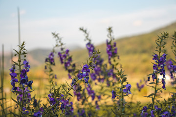 Purple flower