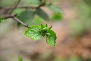 close up of green leaves