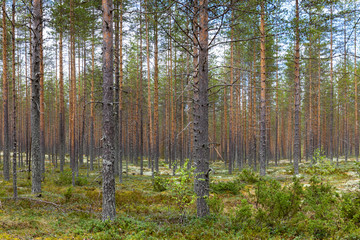 Fototapeta premium Las sosnowy