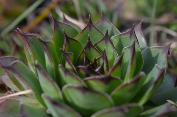 a plant with thick green leaves and a spike on top