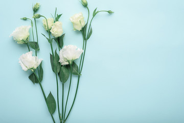 white eustoma on blue background with copy space, flower background, flat lay, top view