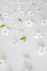 Top view of cherry blossoms flowers laying on white background. Hi key spring pattern. Mockup for greeting card