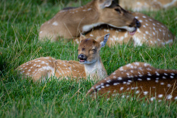 baby deer happy at Blairdrummond Safari park, Stirling, Scotland.