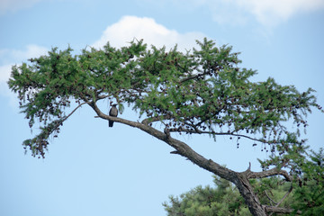 View of the lone bird sitting on a branch