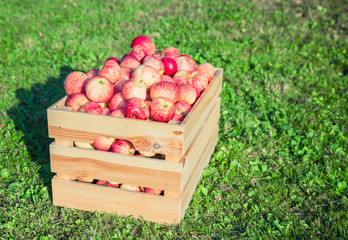 Ripe apples in a wooden box