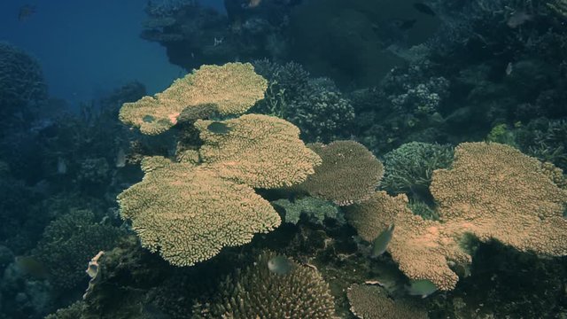 Hard table coral, tropical reef seascape, coral garden, slow motion, underwater