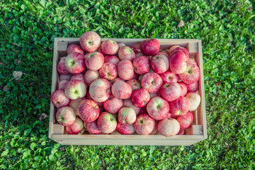 Ripe apples in a wooden box