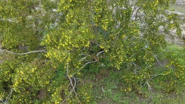 Creosote Bush, Larrea Tridentata, Southern Mojave Desert native plant, in the margins of Twentynine Palms.