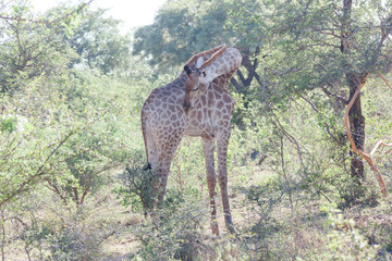 Giraffe in Afrika