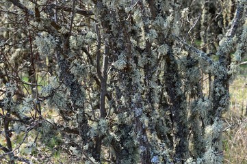 lichens on the old plum orchard
