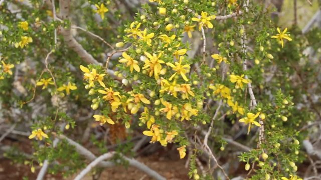 Creosote Bush, Larrea Tridentata, Southern Mojave Desert native plant, in the margins of Twentynine Palms.