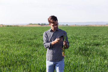 Naklejka na ściany i meble Portrait of farmer standing in young wheat field examining and photographing crop with smartphone.