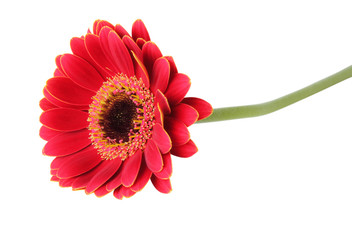 Beautiful red Gerbera (Daisy) lying isolated on white background, including clipping path.