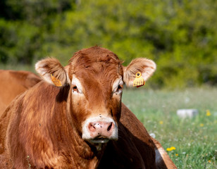 limousin cow lying in a meadow