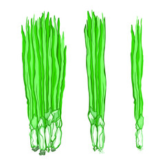 Vector illustration of a set of green onions on a white background. Fresh greens farm products, bunch of chives. Organic foods, natural vitamins.