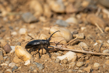 A longhorn beetle sitting on the ground