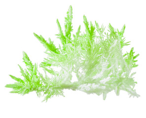 Fototapeta premium green light polycrystal isolated on white