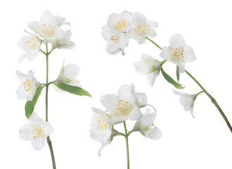 three isolated jasmin branches with white blooms