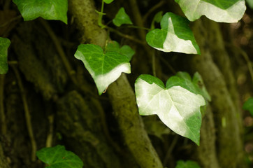 Stems showing the rootlets used to cling to walls and tree trunks.