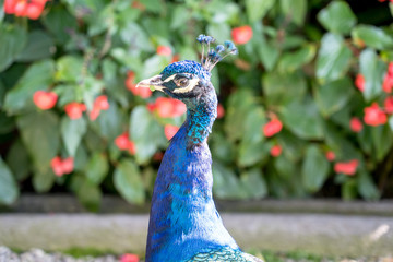 Obraz premium Grand male peacock