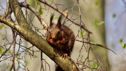 Eichhörnchen