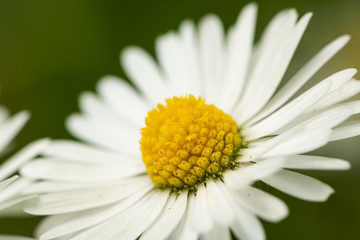 Closeup of a daisy blossom growing in a meadow
