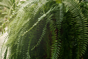 Green plants in botanical garden indoor.