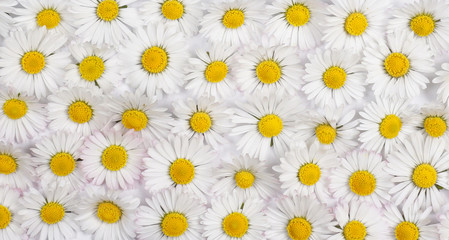 Daisy or Daisies flowers wall background with amazing white and yellow blossoming chamomile flowers just for Wedding decoration, hand made Beautiful spring April flower wall background.