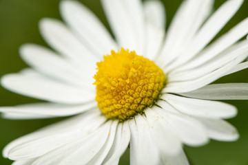 Fototapeta premium Closeup of a daisy blossom growing in a meadow