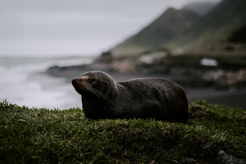Sleeping seal