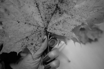 old fallen leaves, grey background