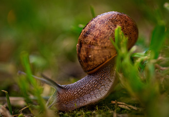 Caracol a traves de la hierba