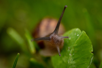 Un caracol paseando por la hierba