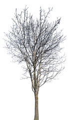 winter isolated tree with bare dense branches
