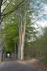 Obraz premium With Jute, beech trees where the light intensity has been changed by grubbing neighboring trees are protected against drying out, but also against sunburn